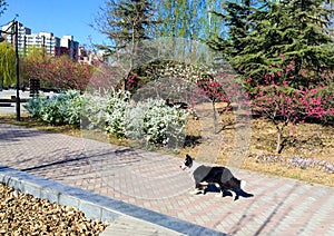 A border collie walks in the park in spring