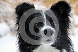 Border collie is watching