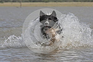 Border collie in water photo