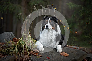 Border collie by the water. Nice portraits.