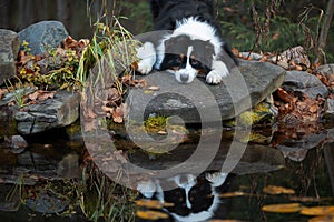 Border collie by the water. Nice portraits.