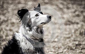 Border collie wearing collar