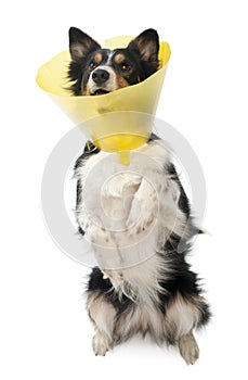 Border collie wearing a space collar on hind