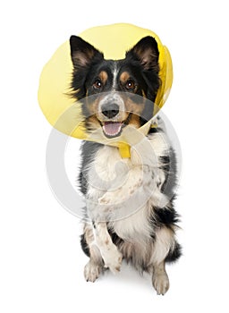 Border collie wearing a space collar on hind