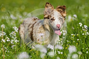 Boder collie puppy in a meadow