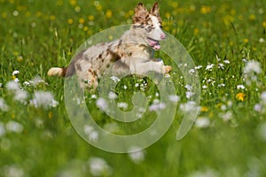 Boder collie puppy in a meadow