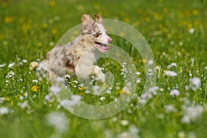 Boder collie puppy in a meadow
