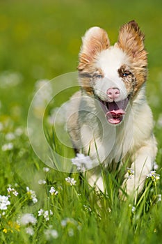 Boder collie puppy in a meadow