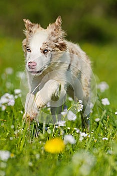 Boder collie puppy in a meadow
