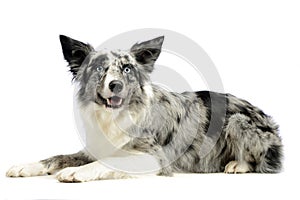 Border Collie is in white background