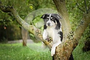 border collie, who is bear on tree