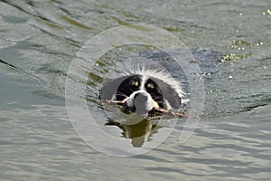 Border collie, who is swimming in the water.
