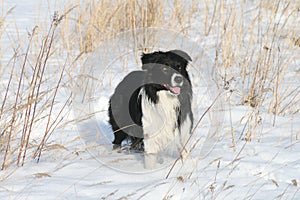 Border collie in winter