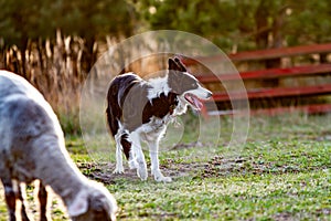 Border collie working black and white dog with a medallion on his neck grazing sheep in a meadow in the sun. Horizontal