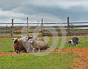 Border collie herding