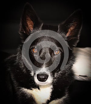 Bordercollie Scottish Sheepdog Husky mix photo