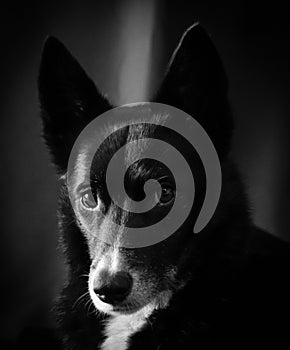 Border collie Scottish Sheepdog Husky mix photo