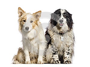 Border Collie, 1 year old and 11 years old