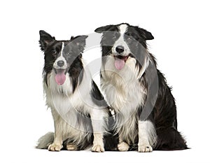 Border Collie, 7 years and 2 years old