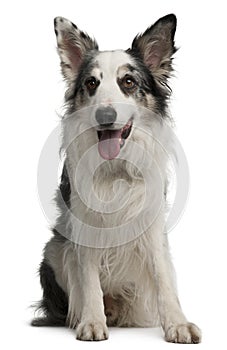 Border Collie, 6 years old