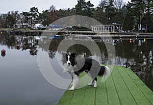 border collie on the zegrzynskie lake photo