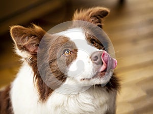 Border collier dog, brown and white