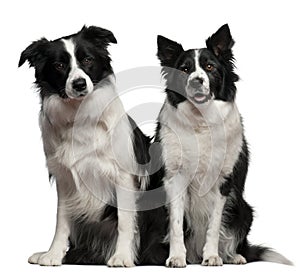 Border collies 1 and 9 years old, sitting