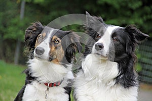 Border collies