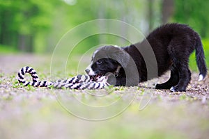 Border Collies