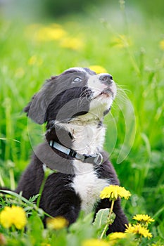 Border Collies