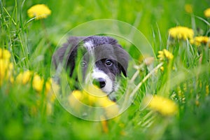 Border Collies