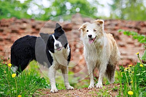 Border Collies