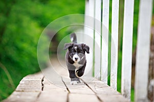 Border Collies black puppy photo