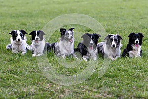 Frontiere collie famiglia 