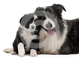 Border Collies interacting