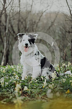 Border Collies like as bunny in the dark forest