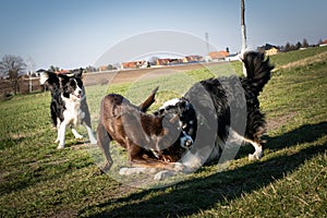 Border collies are plying together photo