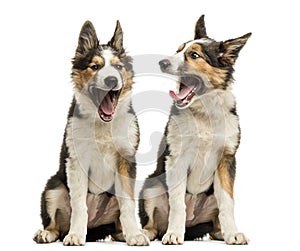 Border collies sitting together, yawning, isolated