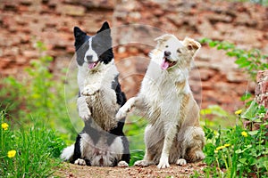 Border Collies