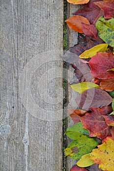 Border of colorful autumn leaves on wood