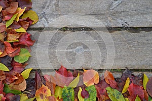 Border of colorful autumn leaves on wood