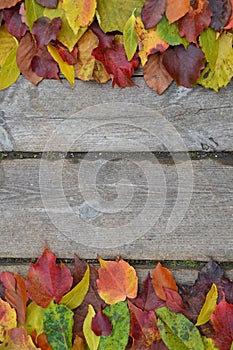 Border of colorful autumn leaves on wood