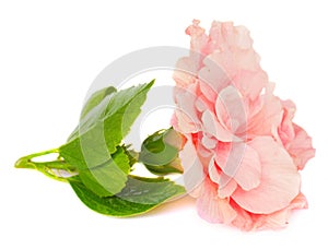 Border of colorful hibiscus flowers