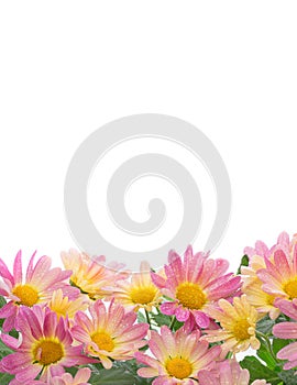 Border of colorful mums