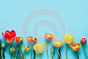 Border of colorful tulips on blue background. Greeting card. Copy space