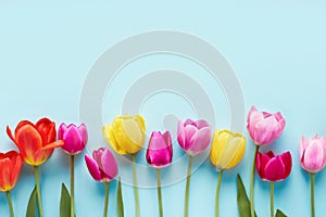 Border of colorful tulips on light blue background. Greeting card. Copy space, top view