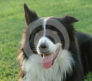 Border coolie portrait