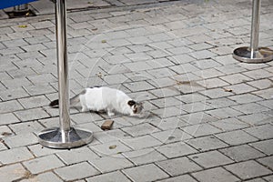 Border crossing between the Turkish and Cypriot parts of the city of Nicosia, Cyprus. A mottled black and white street cat is