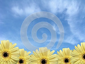 Border of Daisies