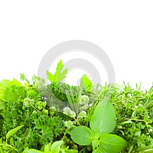 Border of Different Fresh Spice Herbs isolated